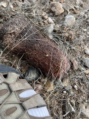 Echinomastus erectocentrus erectocentrus