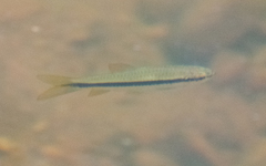 Rasbora