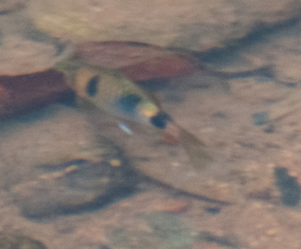 Indigo Barb