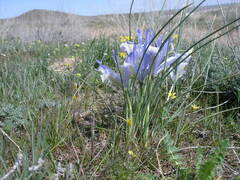 Iris tenuifolia