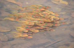 Clinotarsus curtipes