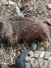Echinomastus erectocentrus erectocentrus
