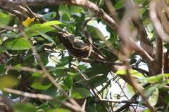 Tamiops mcclellandii