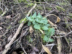 Primula vulgaris