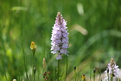 Dactylorhiza maculata