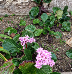 Bergenia crassifolia