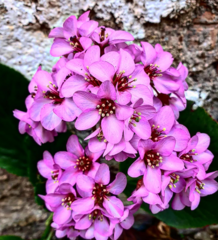 Bergenia crassifolia