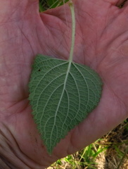 Equilabium laxiflorum