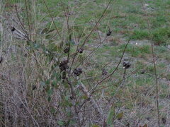 Eriosoma lanuginosum