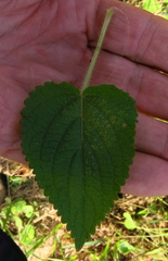 Equilabium laxiflorum