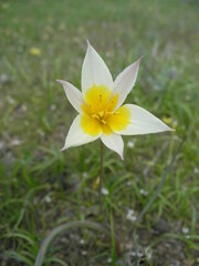 Tulipa biflora