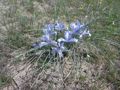 Iris tenuifolia