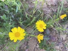 Glebionis coronaria