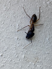Camponotus maculatus
