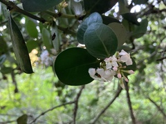 Acokanthera rotundata