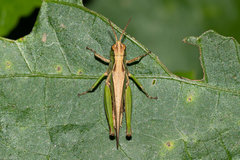 Orthoptera