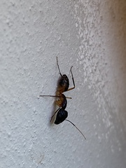 Camponotus maculatus