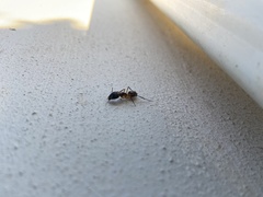 Camponotus maculatus