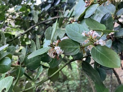 Acokanthera rotundata