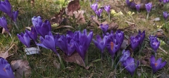 Crocus heuffelianus
