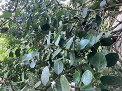 Acokanthera rotundata