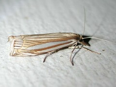 Crambus laqueatellus