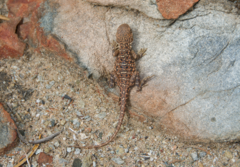 Ctenophorus salinarum
