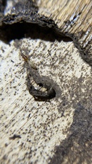 Termitoidae