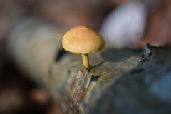 Pleuroflammula tuberculosa