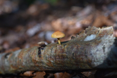 Pleuroflammula tuberculosa