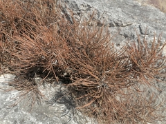 Ephedra monosperma