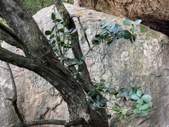 Acokanthera rotundata