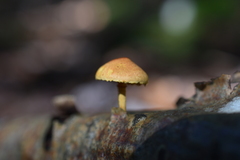 Pleuroflammula tuberculosa