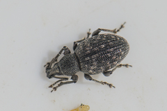 Otiorhynchus tristis