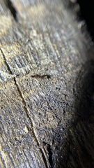 Anochetus