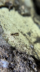 Anochetus