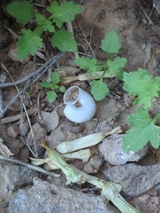 Sonorella allynsmithi