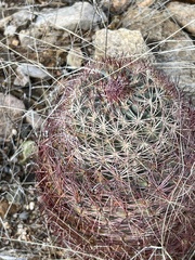 Echinomastus erectocentrus erectocentrus