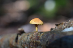 Pleuroflammula tuberculosa