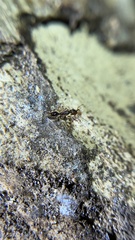 Anochetus