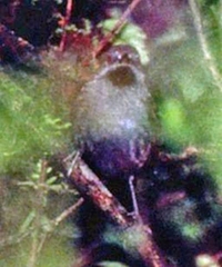 Synallaxis cinerascens