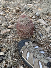 Echinomastus erectocentrus erectocentrus