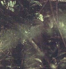 Synallaxis cinerascens