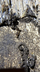Anochetus