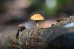 Pleuroflammula tuberculosa