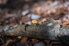 Pleuroflammula tuberculosa