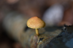 Pleuroflammula tuberculosa