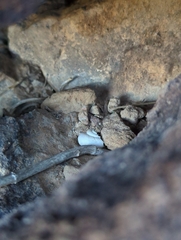 Sonorella allynsmithi