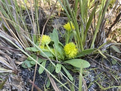 Polygala nana