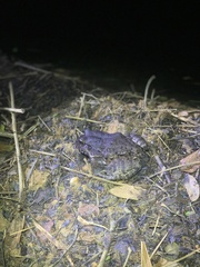 Leptodactylus vastus